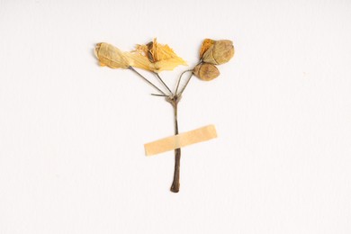 Photo of Beautiful dry celandine flower with adhesive tape on white background, top view