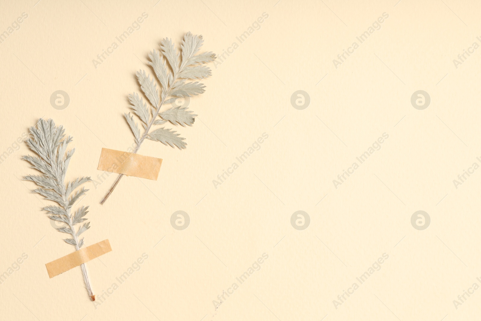 Beautiful dry leaves with adhesive tape on beige background, flat lay. Space for text Photo of Beautiful dry leaves with adhesive tape on beige background, flat lay. Space for text