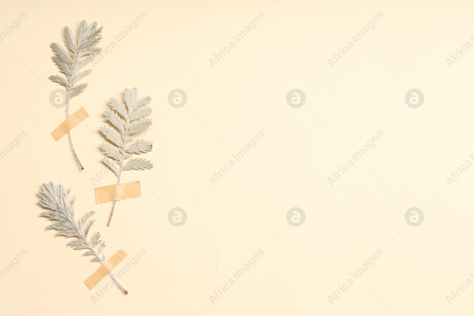 Beautiful dry leaves with adhesive tape on beige background, flat lay. Space for text Photo of Beautiful dry leaves with adhesive tape on beige background, flat lay. Space for text