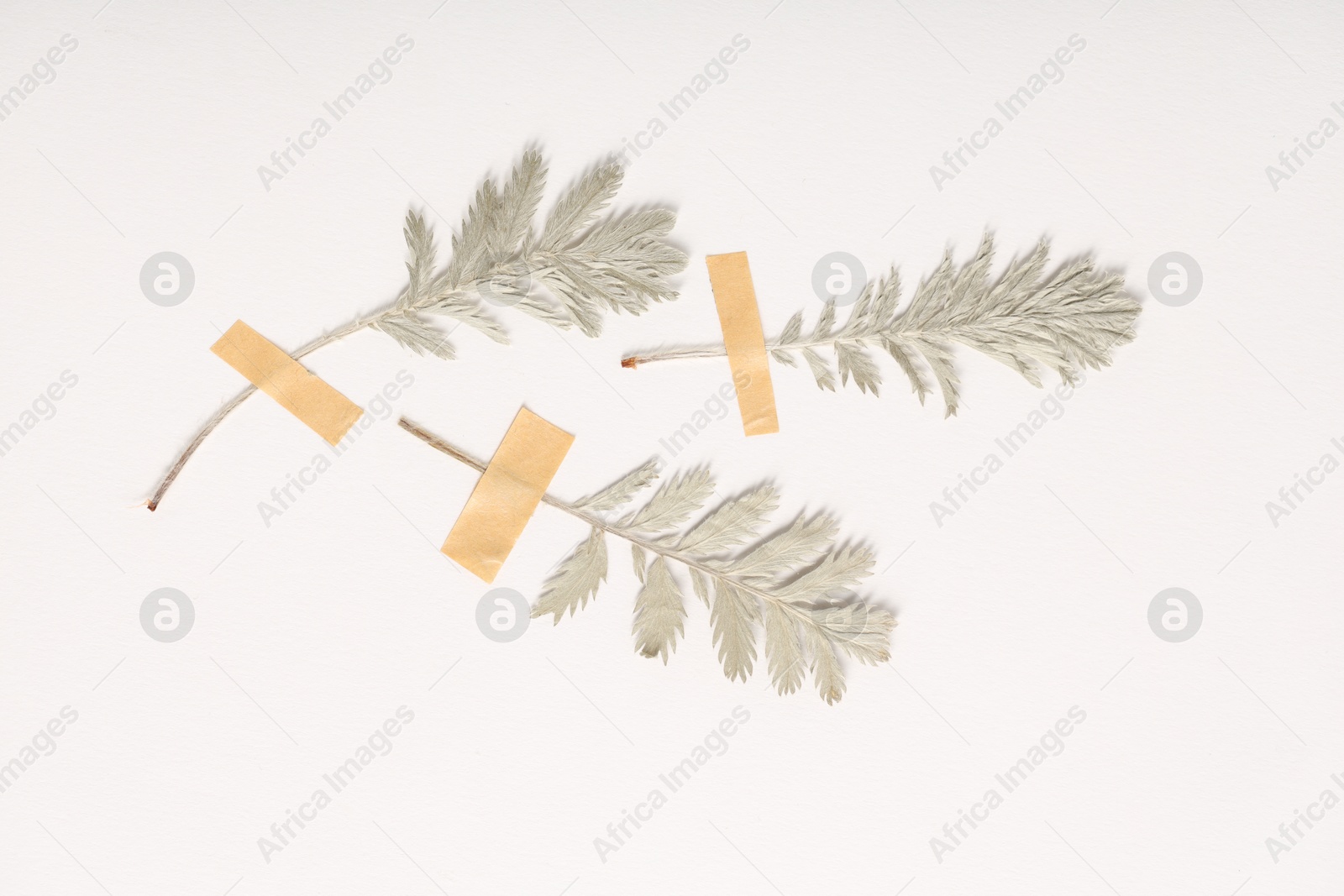 Beautiful dry leaves with adhesive tape on white background, flat lay Photo of Beautiful dry leaves with adhesive tape on white background, flat lay