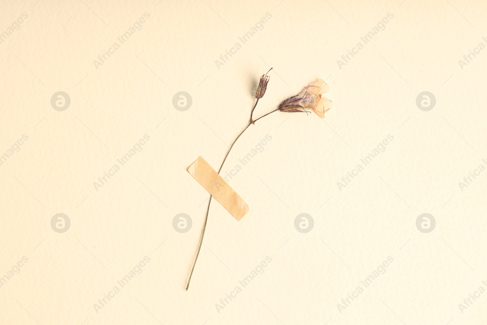 Beautiful dry dead-nettle flower with adhesive tape on beige background, top view Photo of Beautiful dry dead-nettle flower with adhesive tape on beige background, top view
