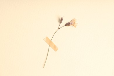 Photo of Beautiful dry dead-nettle flower with adhesive tape on beige background, top view