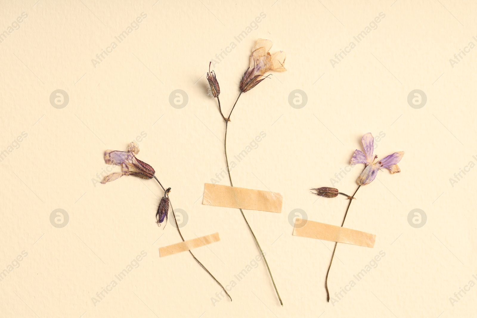 Beautiful dry dead-nettle flowers with adhesive tape on beige background, flat lay Photo of Beautiful dry dead-nettle flowers with adhesive tape on beige background, flat lay
