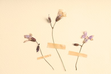 Photo of Beautiful dry dead-nettle flowers with adhesive tape on beige background, flat lay