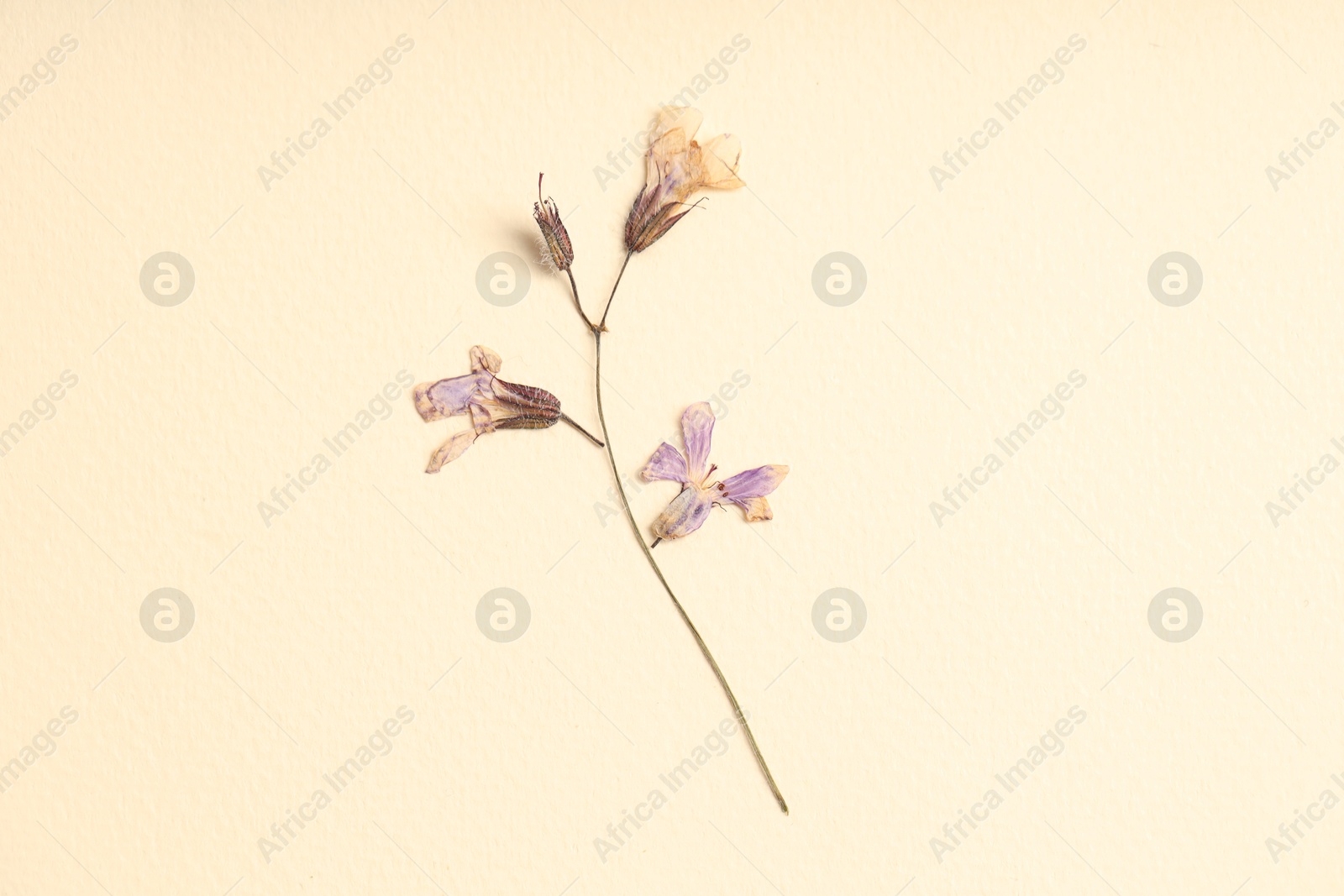 Beautiful dry dead-nettle flowers on beige background, top view Photo of Beautiful dry dead-nettle flowers on beige background, top view