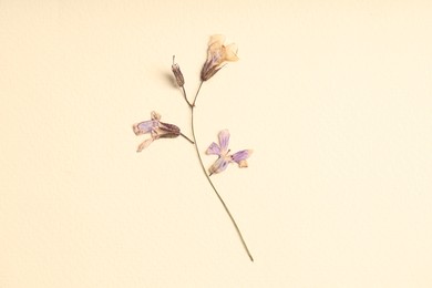 Photo of Beautiful dry dead-nettle flowers on beige background, top view