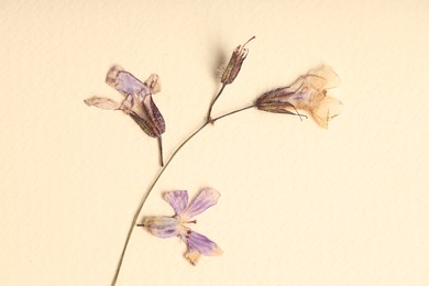 Photo of Beautiful dry dead-nettle flowers on beige background, above view