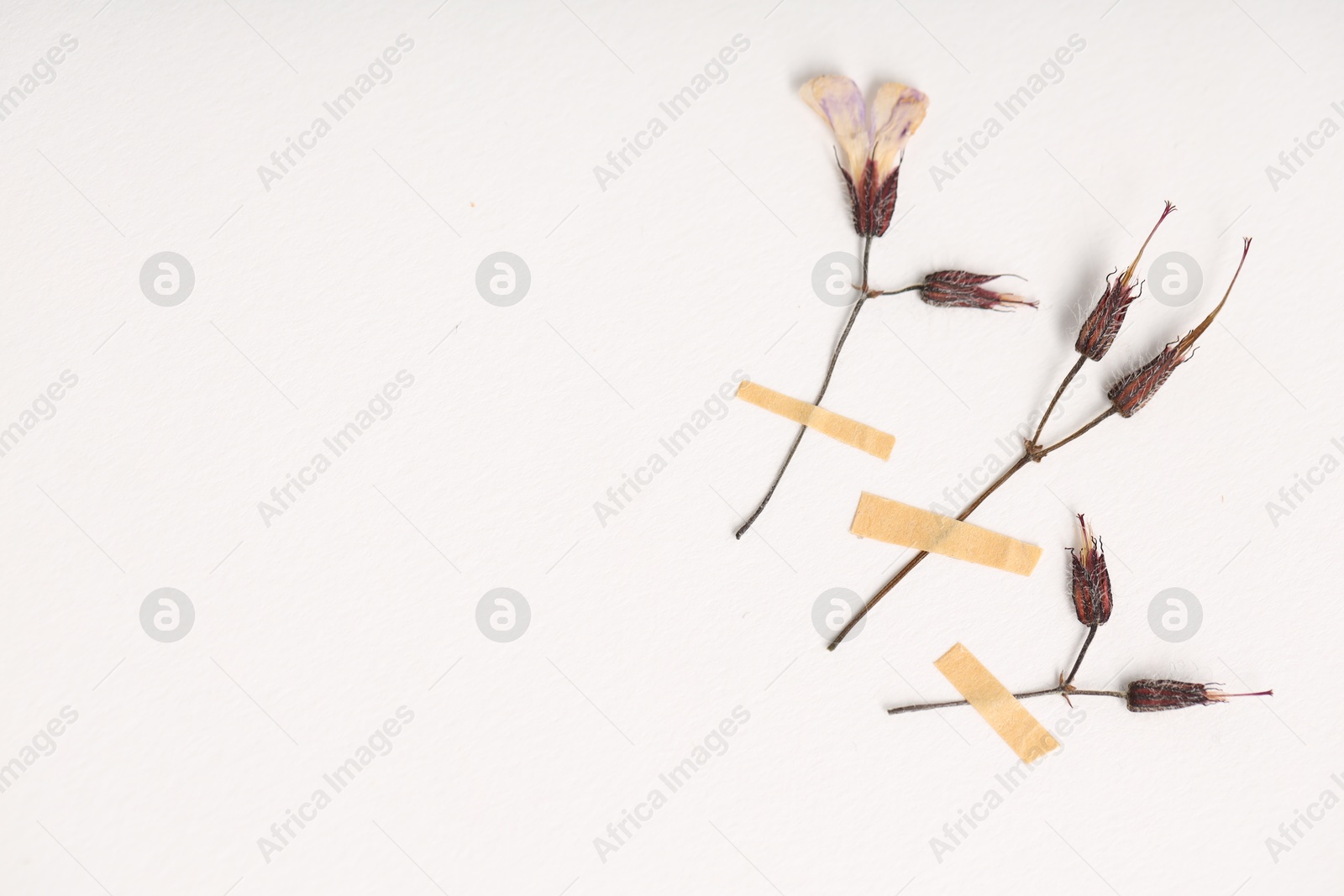 Beautiful dry dead-nettle flowers with adhesive tape on white background, flat lay. Space for text Photo of Beautiful dry dead-nettle flowers with adhesive tape on white background, flat lay. Space for text