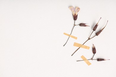 Photo of Beautiful dry dead-nettle flowers with adhesive tape on white background, flat lay. Space for text