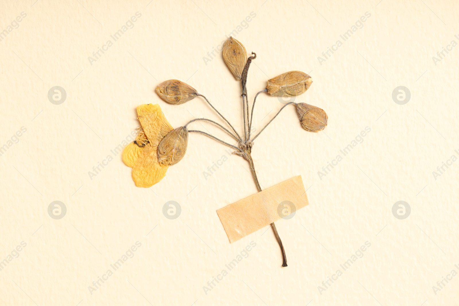 Photo of Beautiful dry celandine flower with adhesive tape on beige background, top view
