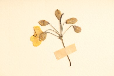 Photo of Beautiful dry celandine flower with adhesive tape on beige background, top view