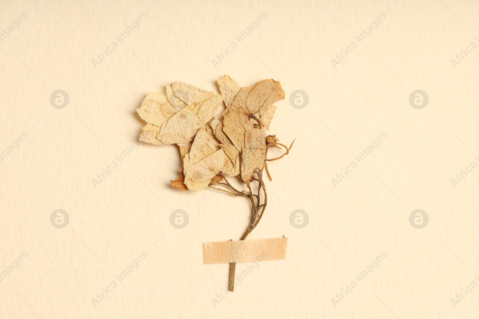 Beautiful dry hydrangea flowers with adhesive tape on beige background, top view Photo of Beautiful dry hydrangea flowers with adhesive tape on beige background, top view