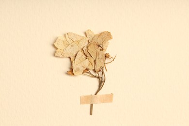 Photo of Beautiful dry hydrangea flowers with adhesive tape on beige background, top view