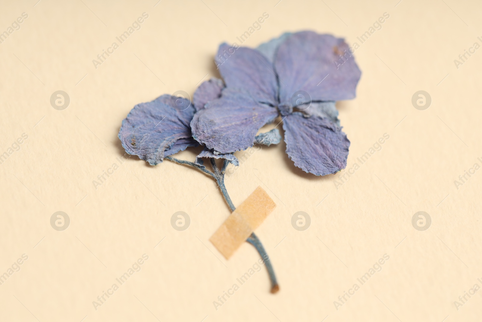 Beautiful dry hydrangea flowers with adhesive tape on beige background, closeup Photo of Beautiful dry hydrangea flowers with adhesive tape on beige background, closeup