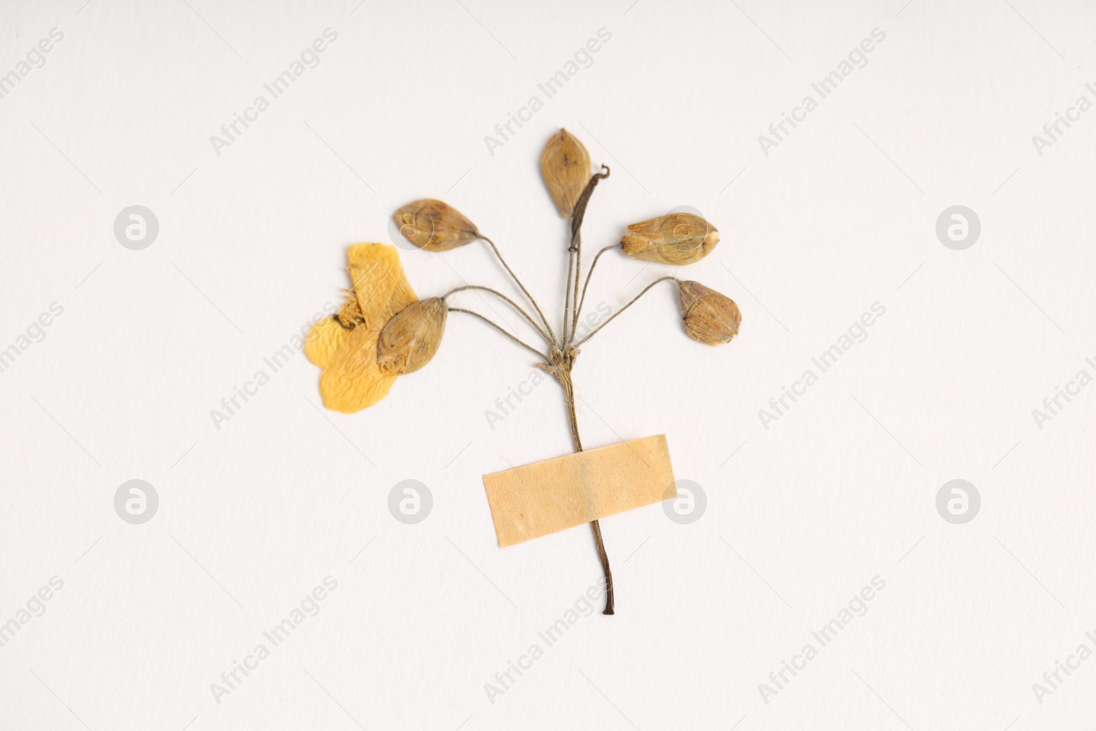 Photo of Beautiful dry celandine flower with adhesive tape on white background, top view