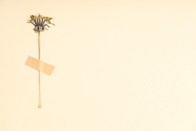 Photo of Beautiful dry dandelion flower with adhesive tape on beige background, top view. Space for text