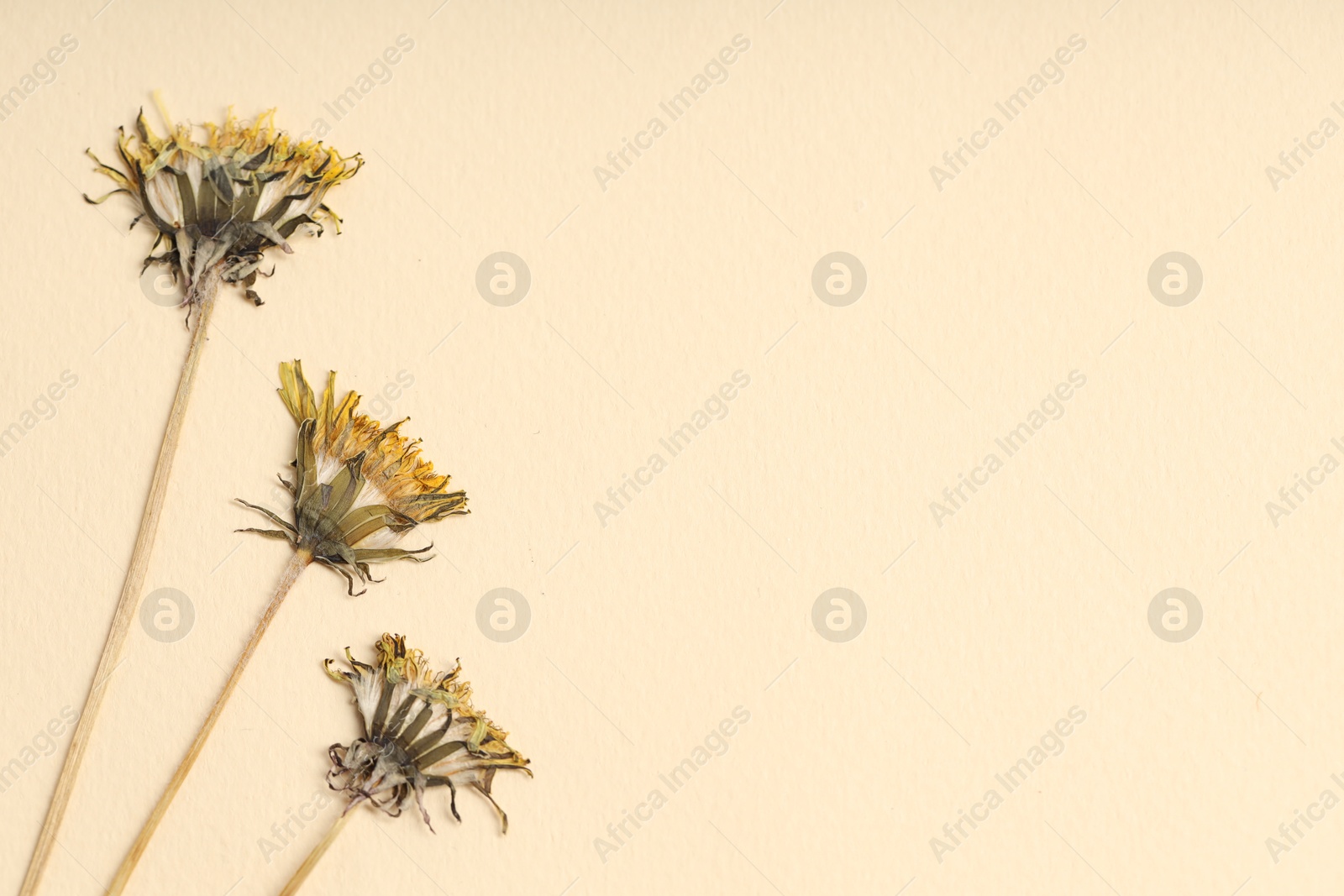 Beautiful dry dandelion flowers on beige background, flat lay. Space for text Photo of Beautiful dry dandelion flowers on beige background, flat lay. Space for text