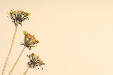 Photo of Beautiful dry dandelion flowers on beige background, flat lay. Space for text