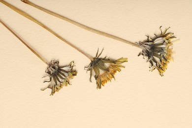 Photo of Beautiful dry dandelion flowers on beige background, flat lay