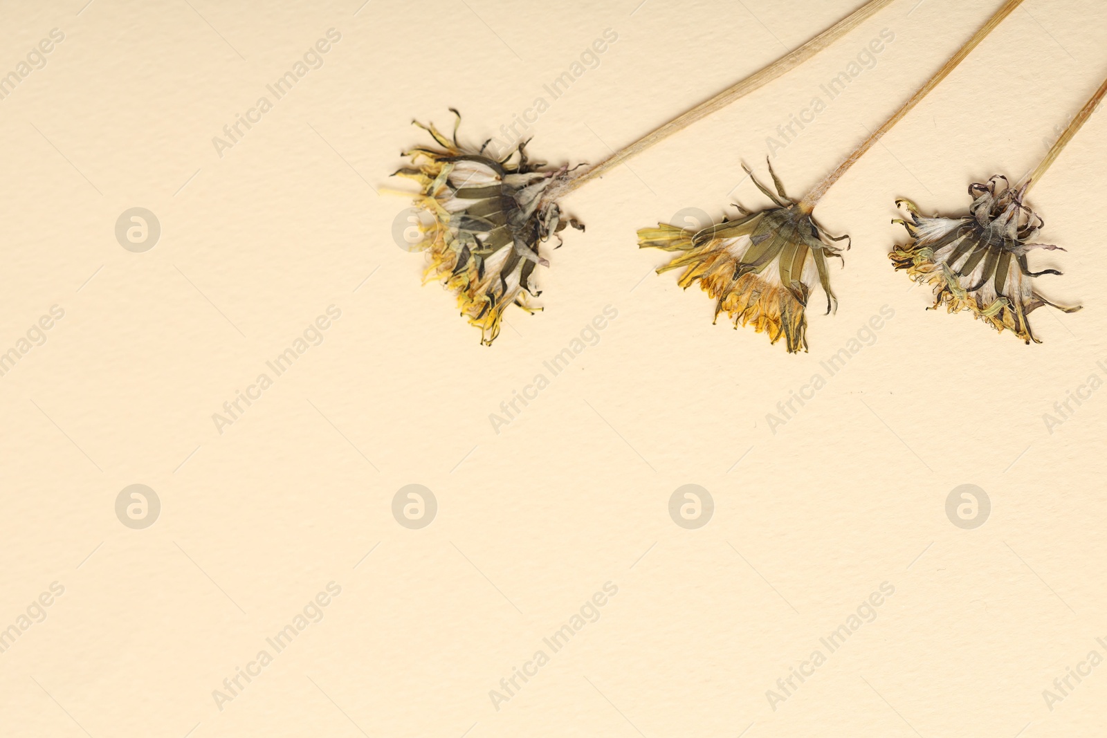 Beautiful dry dandelion flowers on beige background, flat lay. Space for text Photo of Beautiful dry dandelion flowers on beige background, flat lay. Space for text