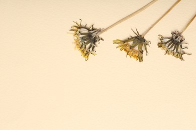 Photo of Beautiful dry dandelion flowers on beige background, flat lay. Space for text