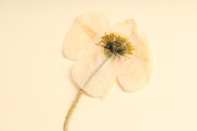 Photo of Beautiful dry poppy flower on beige background, top view