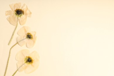 Photo of Beautiful dry poppy flowers with adhesive tape on beige background, flat lay. Space for text