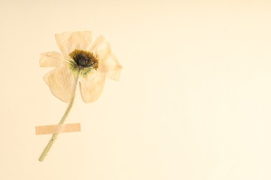 Photo of Beautiful dry poppy flower with adhesive tape on beige background, top view. Space for text