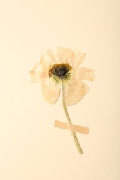 Photo of Beautiful dry poppy flower with adhesive tape on beige background, top view