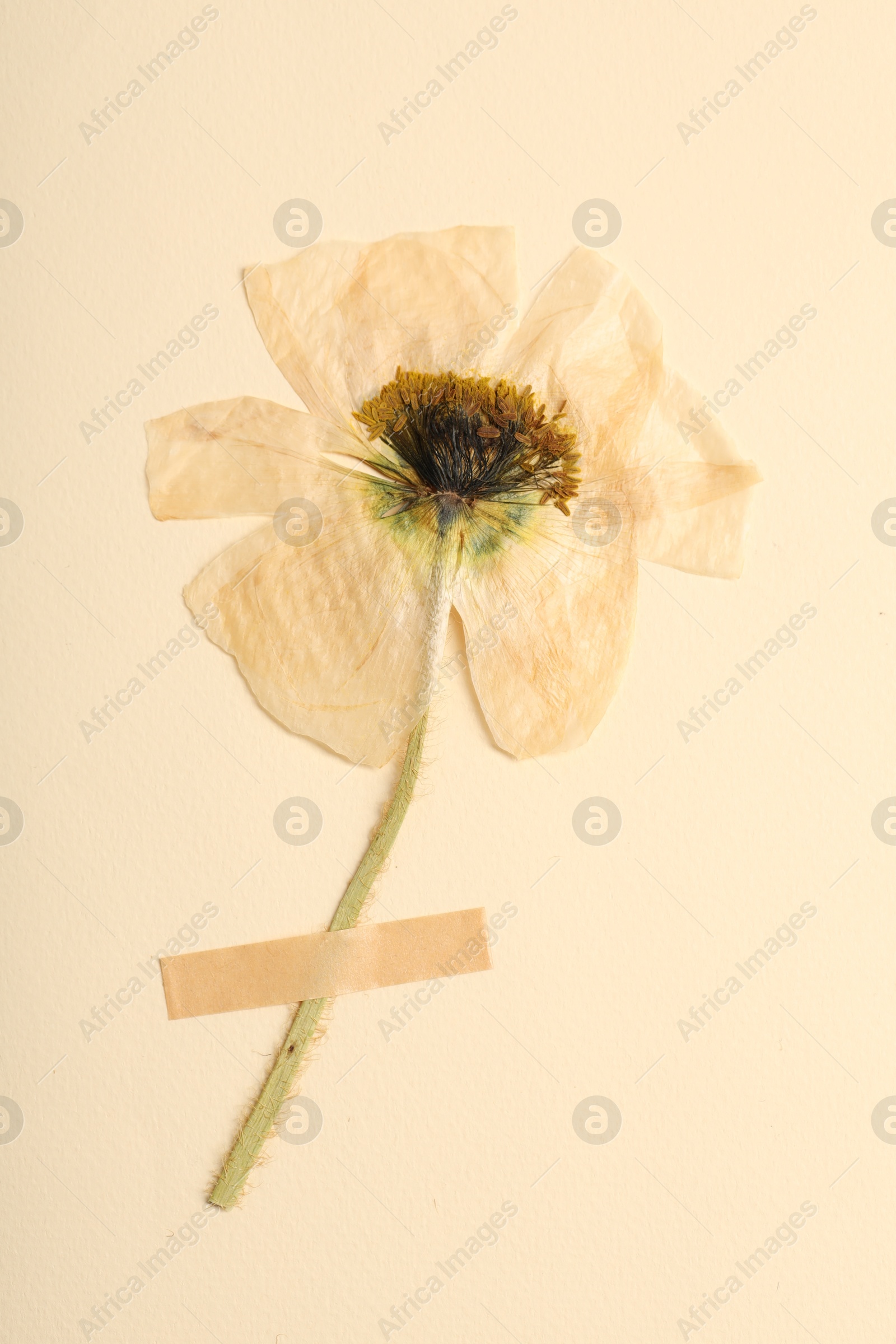 Beautiful dry poppy flower with adhesive tape on beige background, top view Photo of Beautiful dry poppy flower with adhesive tape on beige background, top view