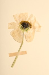 Photo of Beautiful dry poppy flower with adhesive tape on beige background, top view