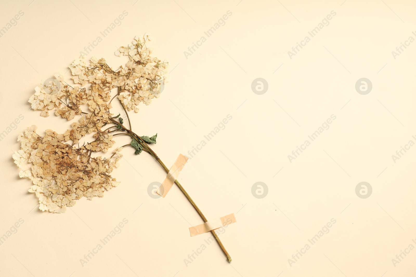 Beautiful dry hydrangea flowers with adhesive tape on beige background, top view. Space for text Photo of Beautiful dry hydrangea flowers with adhesive tape on beige background, top view. Space for text