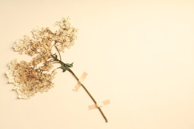 Photo of Beautiful dry hydrangea flowers with adhesive tape on beige background, top view. Space for text