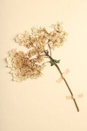 Photo of Beautiful dry hydrangea flowers with adhesive tape on beige background, top view