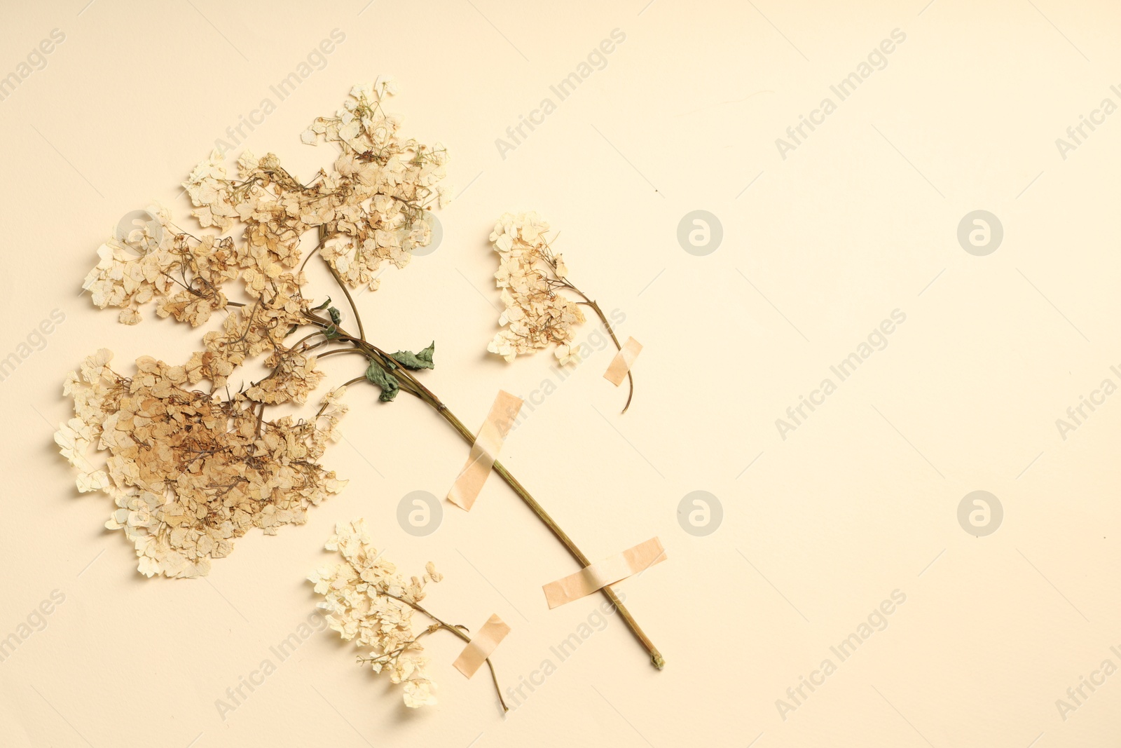 Beautiful dry hydrangea flowers with adhesive tape on beige background, flat lay. Space for text Photo of Beautiful dry hydrangea flowers with adhesive tape on beige background, flat lay. Space for text