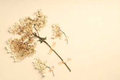 Photo of Beautiful dry hydrangea flowers with adhesive tape on beige background, flat lay. Space for text