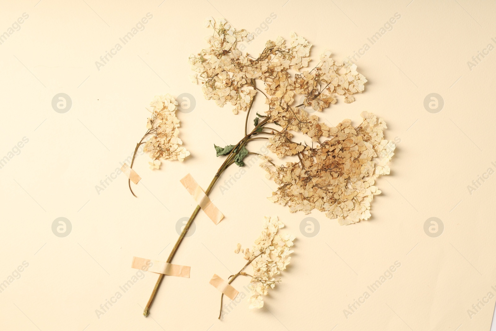 Beautiful dry hydrangea flowers with adhesive tape on beige background, flat lay Photo of Beautiful dry hydrangea flowers with adhesive tape on beige background, flat lay