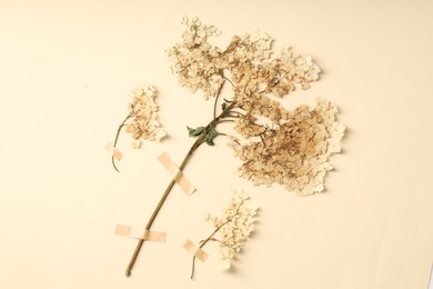 Photo of Beautiful dry hydrangea flowers with adhesive tape on beige background, flat lay