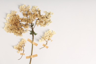 Photo of Beautiful dry hydrangea flowers with adhesive tape on white background, flat lay. Space for text