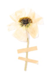 Photo of Beautiful dry poppy flower with adhesive tape isolated on white