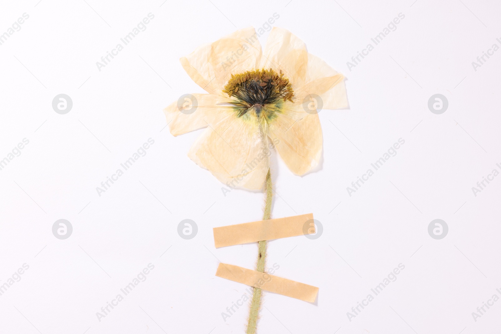 Beautiful dry poppy flower with adhesive tape on white background, top view Photo of Beautiful dry poppy flower with adhesive tape on white background, top view