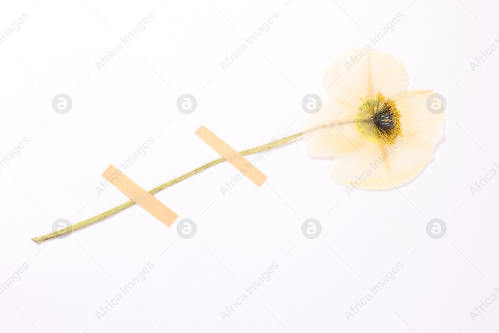 Beautiful dry poppy flower with adhesive tape on white background, top view Photo of Beautiful dry poppy flower with adhesive tape on white background, top view