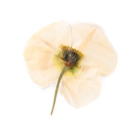 Photo of Beautiful dry poppy flower isolated on white