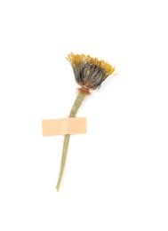 Photo of Beautiful dry dandelion flower with adhesive tape isolated on white
