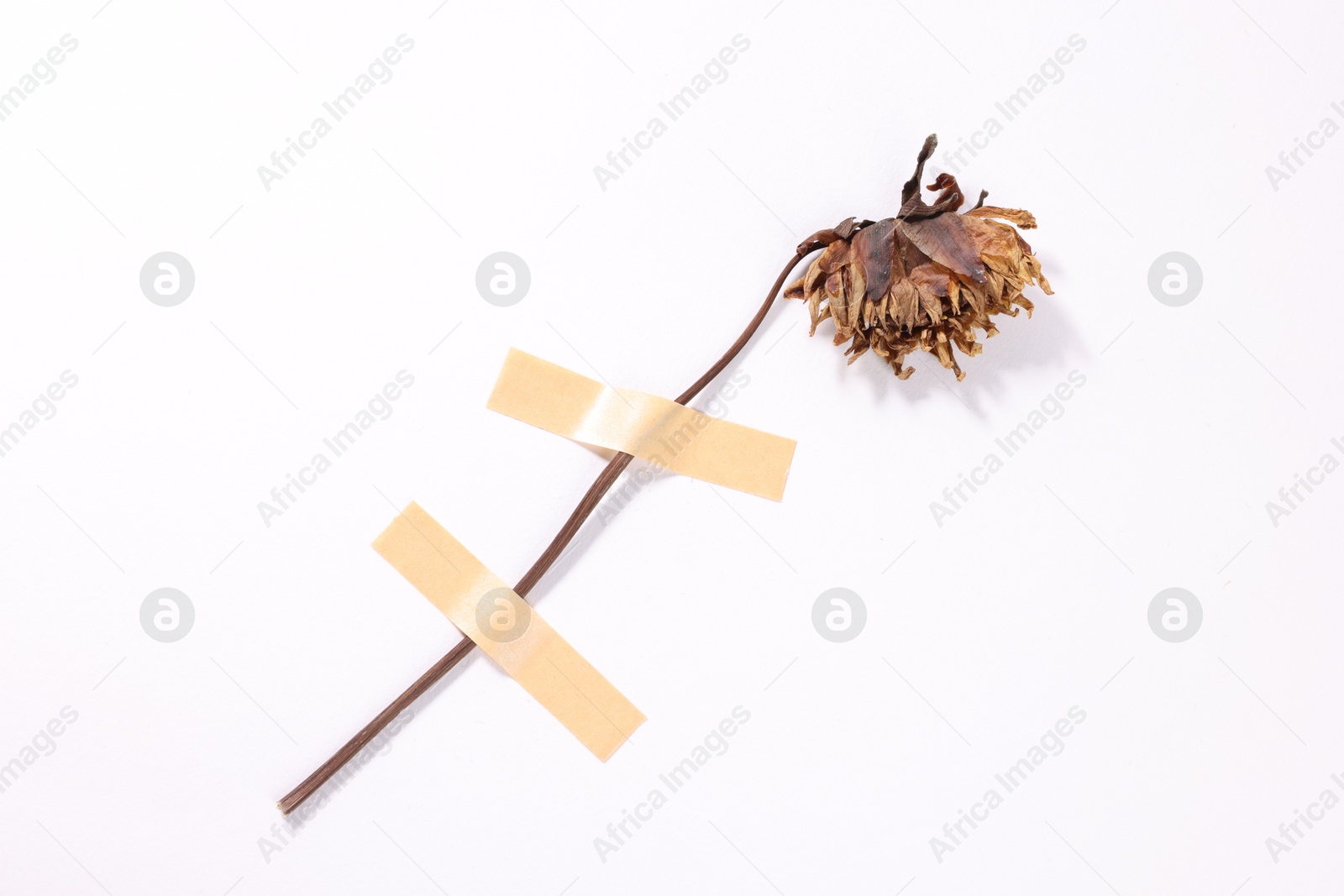 Beautiful dry dahlia flower with adhesive tape on white background Photo of Beautiful dry dahlia flower with adhesive tape on white background