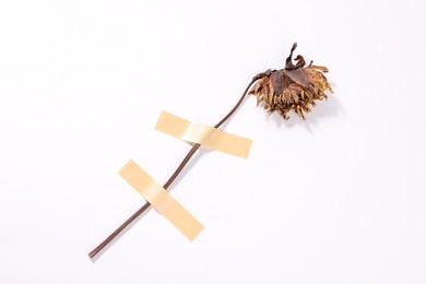Photo of Beautiful dry dahlia flower with adhesive tape on white background
