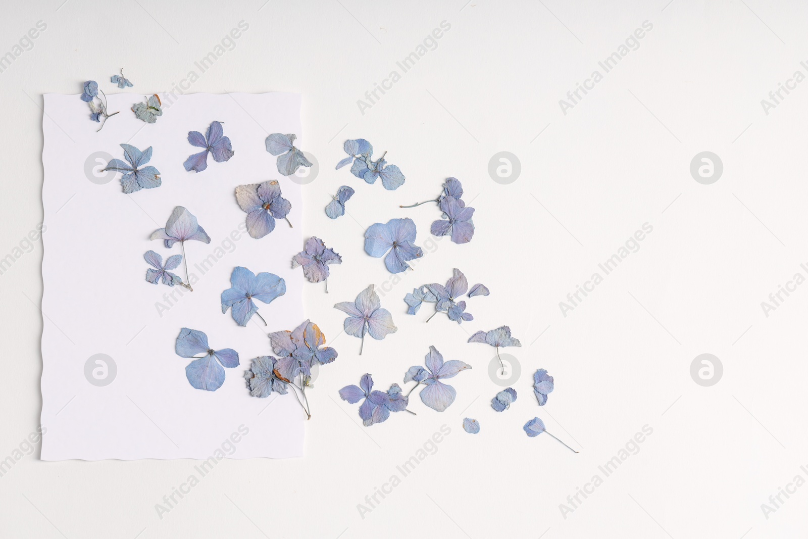 Beautiful dry hydrangea flowers on white background, flat lay. Space for text Photo of Beautiful dry hydrangea flowers on white background, flat lay. Space for text
