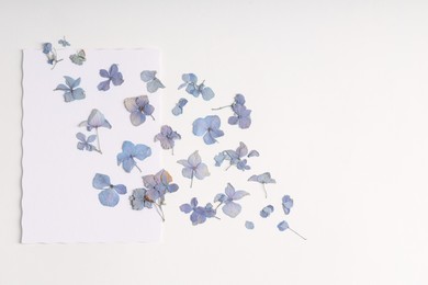 Photo of Beautiful dry hydrangea flowers on white background, flat lay. Space for text