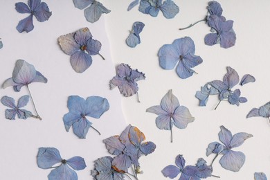 Photo of Beautiful dry hydrangea flowers on white background, flat lay