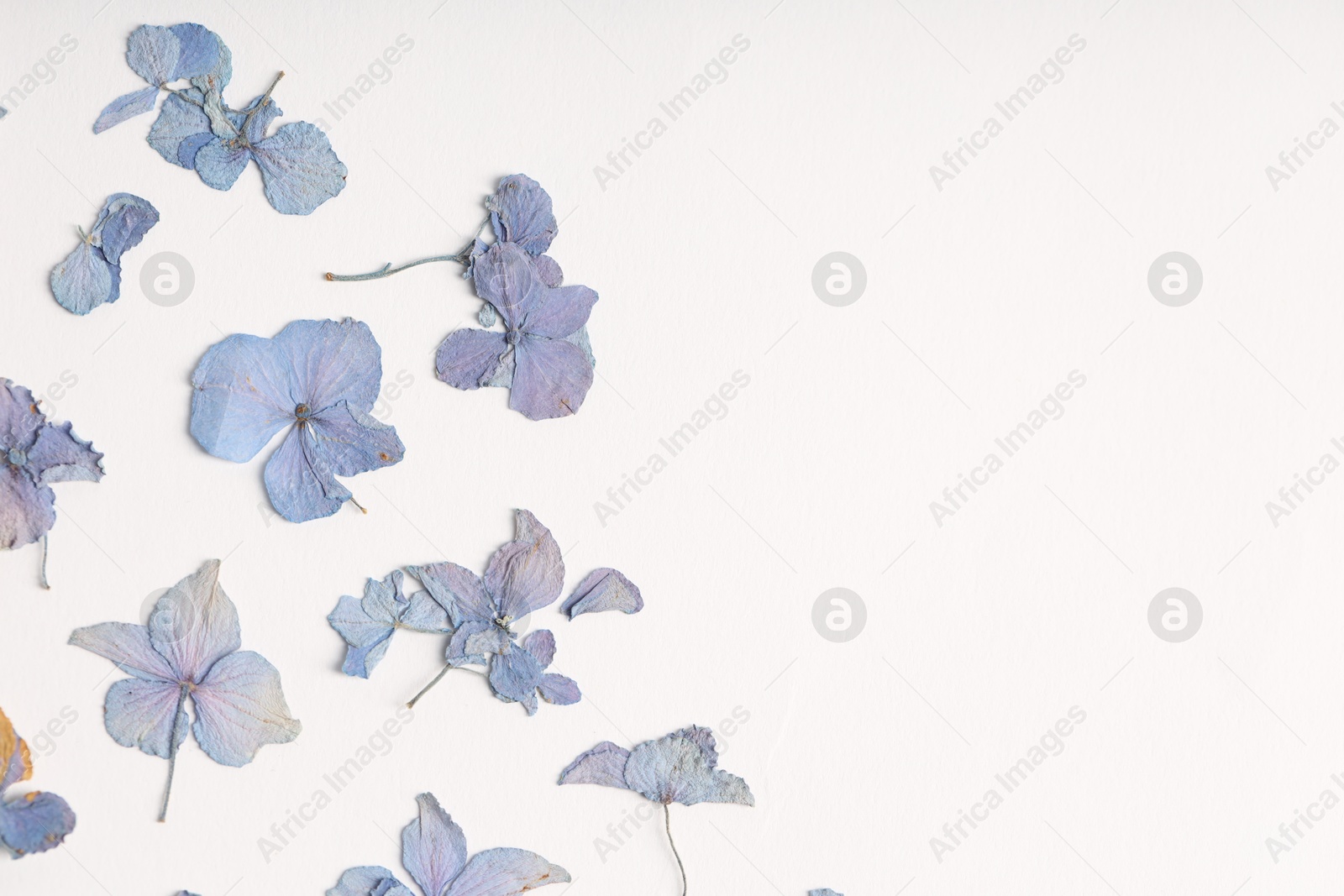 Beautiful dry hydrangea flowers on white background, flat lay. Space for text Photo of Beautiful dry hydrangea flowers on white background, flat lay. Space for text